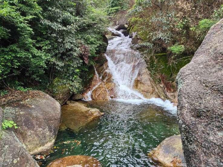 拯救枯树